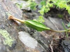 Lomatogonium carinthiacum