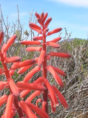 Gonialoe variegata