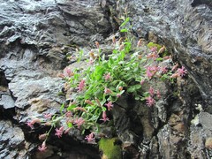 Silene pygmaea