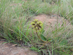 Asclepias macropus