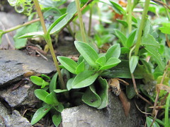 Lomatogonium carinthiacum