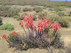 Gonialoe variegata
