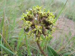 Asclepias macropus