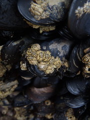 Chthamalus dentatus