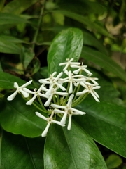 Ixora finlaysoniana