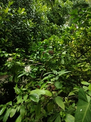 Ixora finlaysoniana