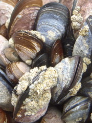 Chthamalus dentatus