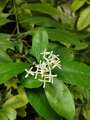 Ixora finlaysoniana