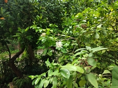 Ixora finlaysoniana