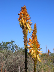 Aloe microstigma microstigma