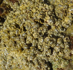 Chthamalus dentatus