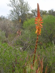 Aloe microstigma microstigma