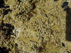 Chthamalus dentatus