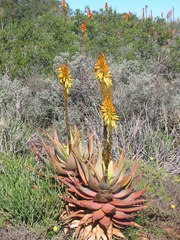 Aloe microstigma microstigma