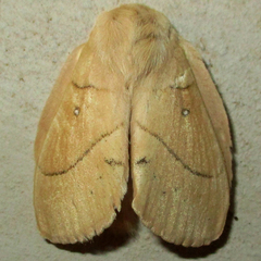 Philotherma rosa