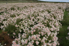Serruria florida