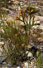 Penaea cneorum ovata