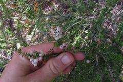 Erica formosa