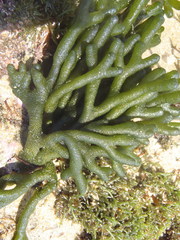 Codium extricatum
