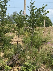 Betula platyphylla