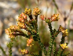 Penaea cneorum ovata