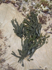 Codium extricatum