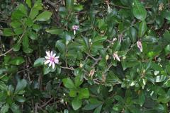 Grewia occidentalis occidentalis