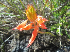 Disa ferruginea