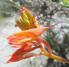 Disa ferruginea
