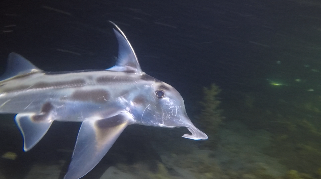 Cartilaginous Fishes