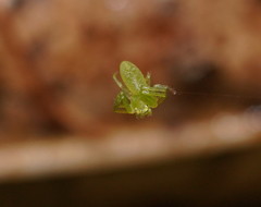 Cetratus
