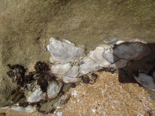 Striostrea margaritacea