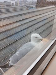 Larus argentatus