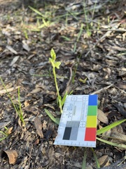 Pterostylis mutica