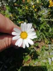 Leucanthemopsis