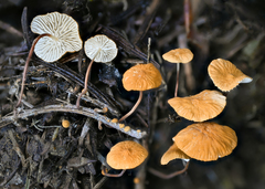 Marasmius armeniacus