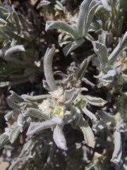 Centella tridentata litoralis