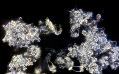 Marasmius armeniacus