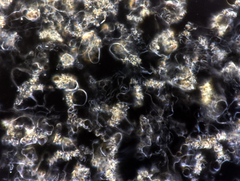 Marasmius armeniacus