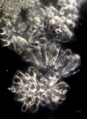 Marasmius armeniacus