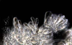 Marasmius armeniacus