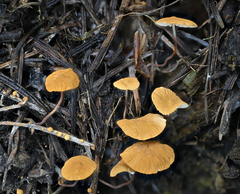 Marasmius armeniacus