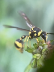 Hymenoptera