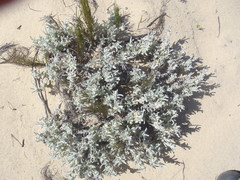 Centella tridentata litoralis