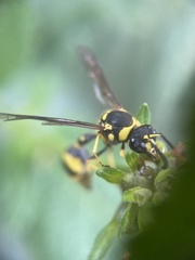 Hymenoptera