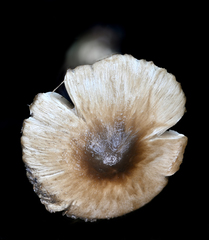 Inocybe fuscodisca