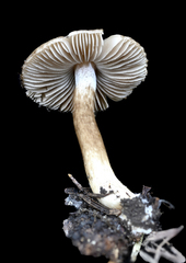 Inocybe fuscodisca