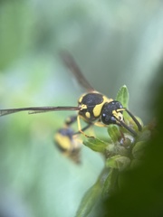 Hymenoptera