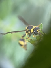 Hymenoptera