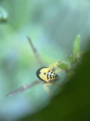 Hymenoptera